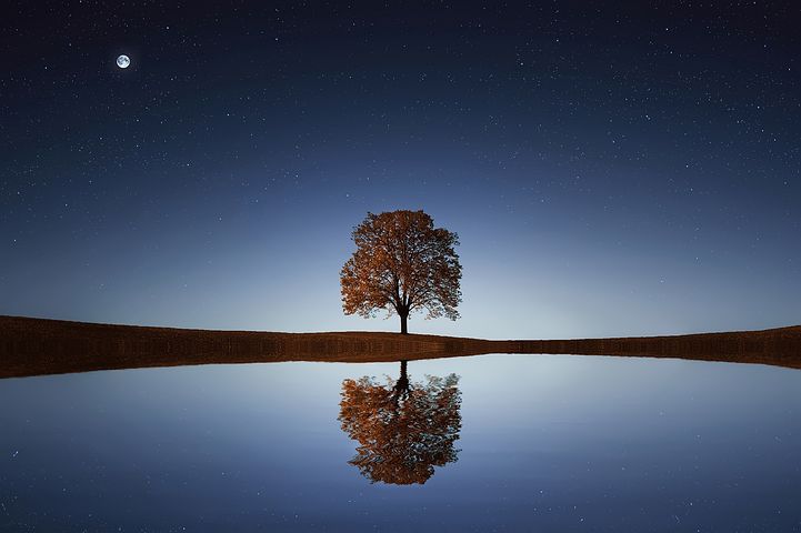 Lake And Tree